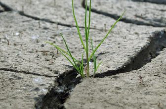 How to Repair a Dry Cracked Lawn