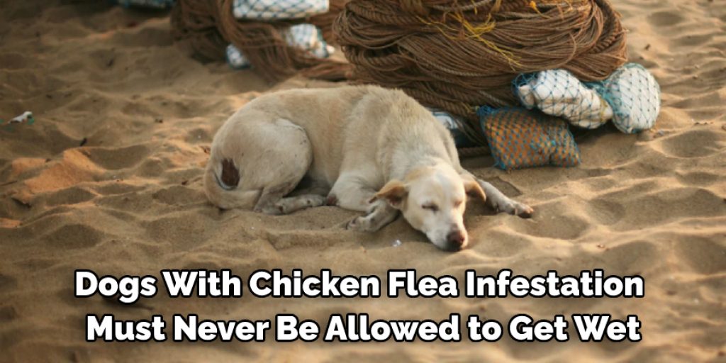 Precautions While Getting Rid of Chicken Fleas