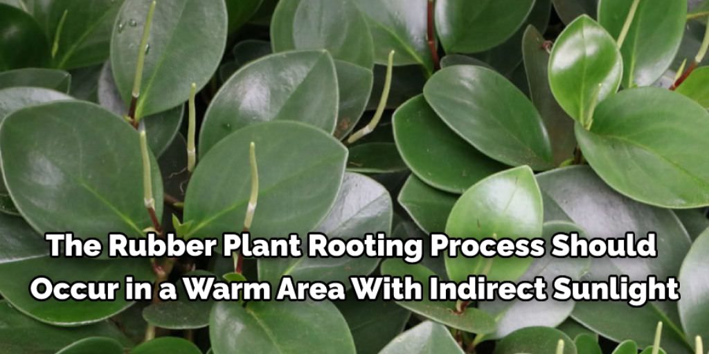 Precautions While Performing How to Root a Rubber Plant in Water