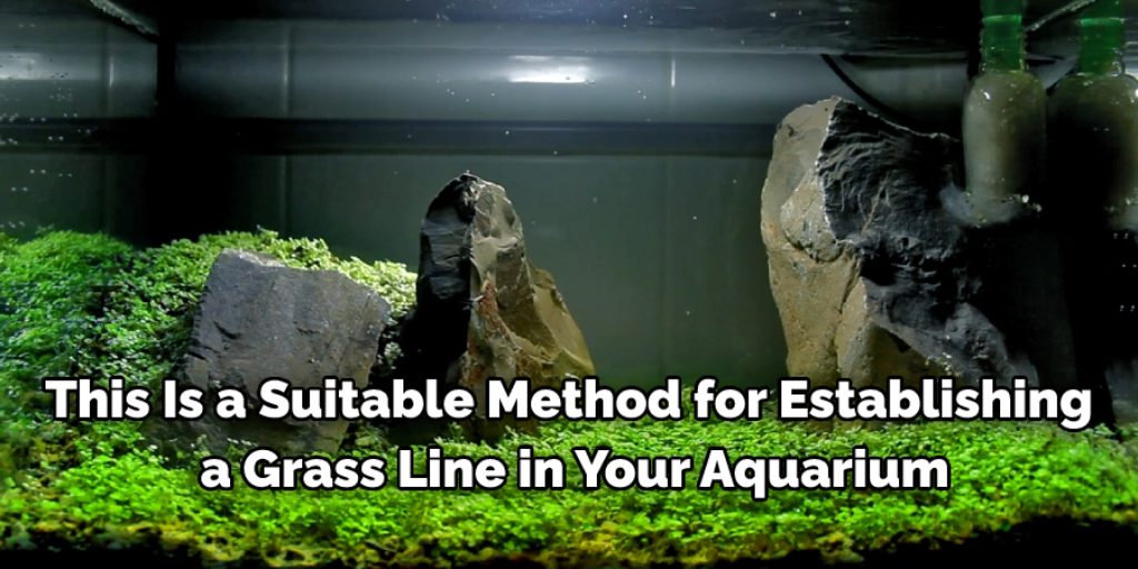 Scatter Method on How to Plant Aquarium Grass Seeds