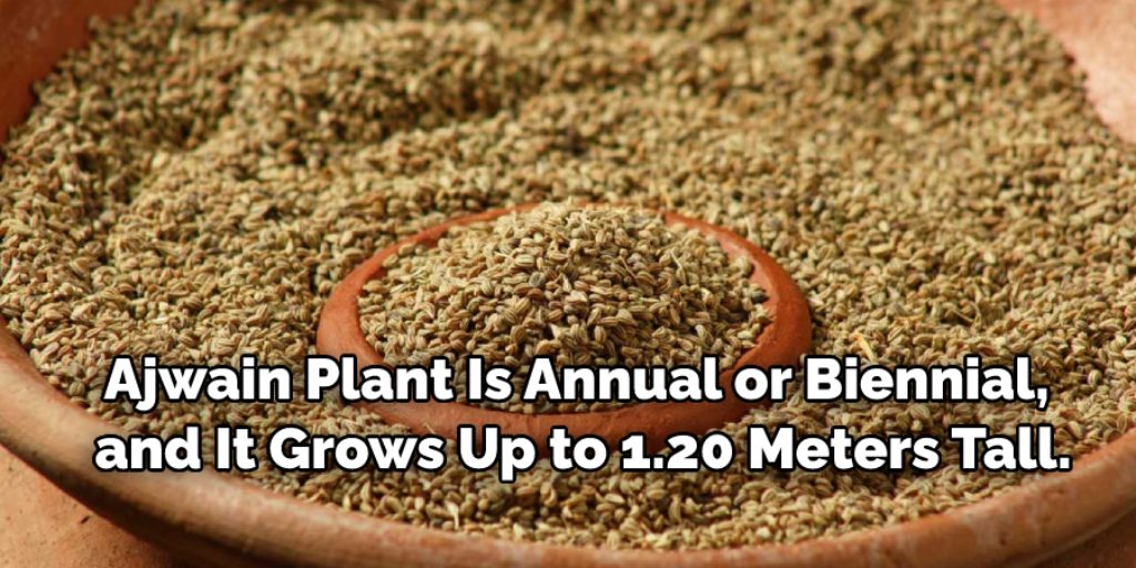 Some Facts About Ajwain Plant