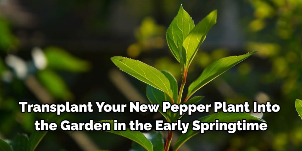 Step by Step Guide How to Clone a Pepper Plant