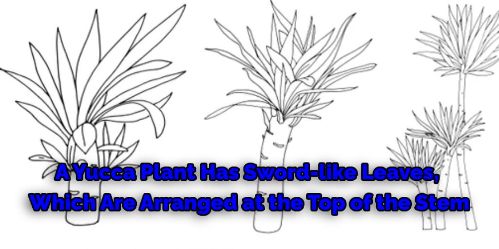Things to Consider Before Drawing a Yucca Plant