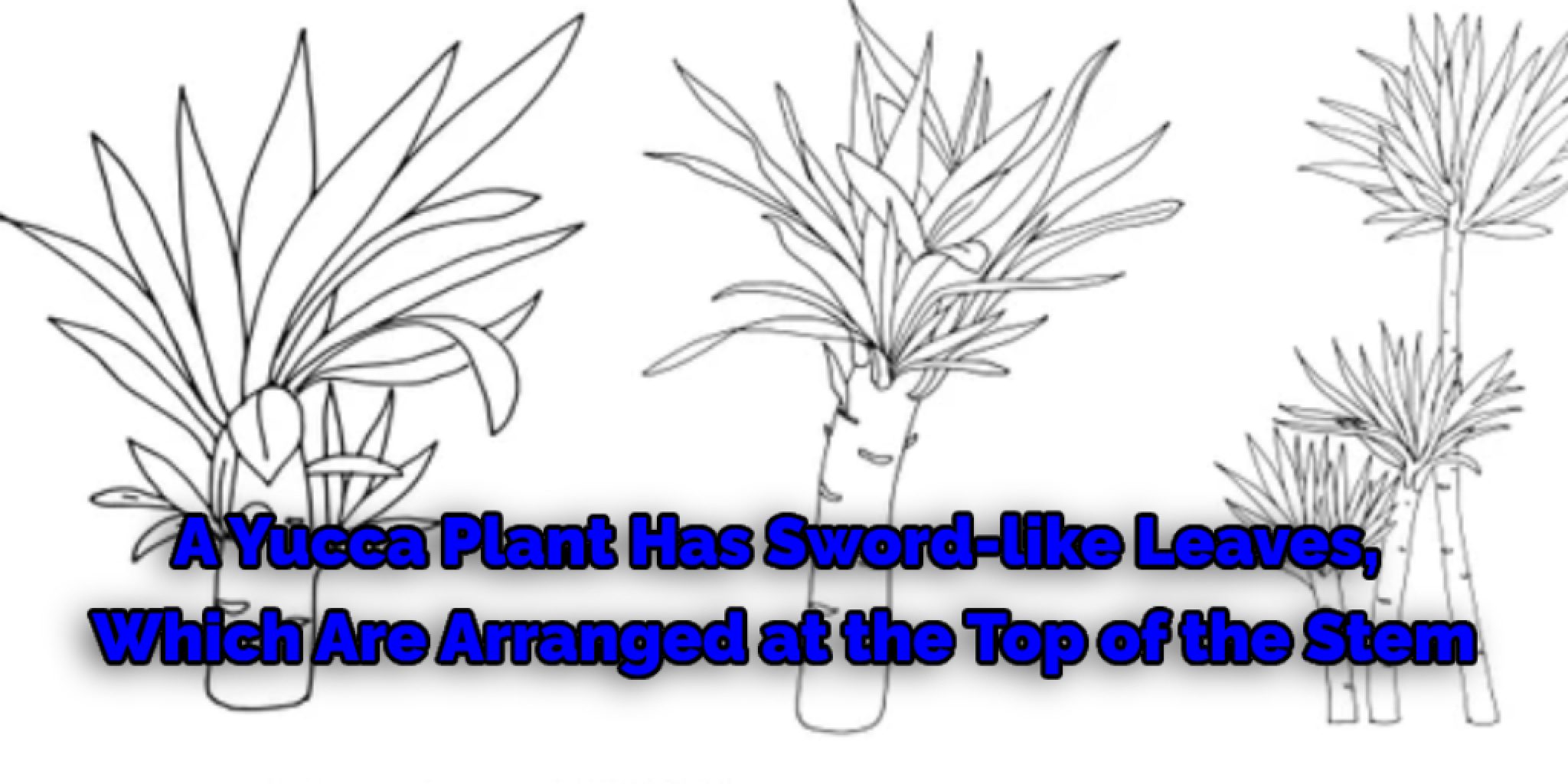 How to Draw a Yucca Plant 7 Quick Steps (2024)