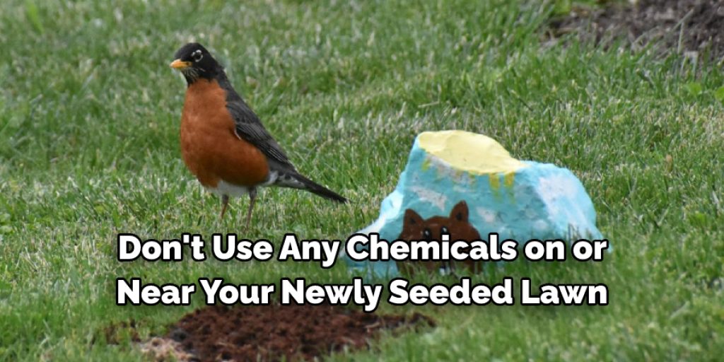 Things to Consider When Keeping Birds Away From Lawn