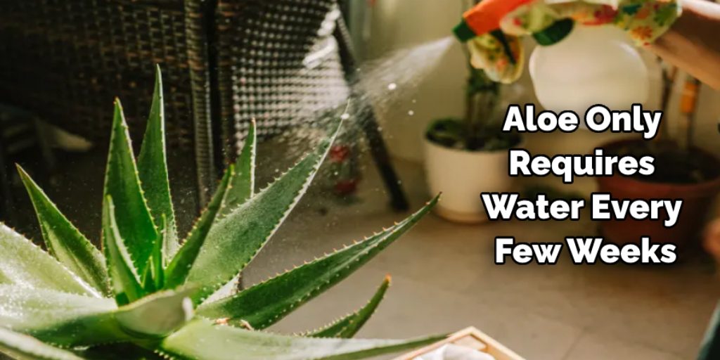 Things to Consider When Maintaining Your Aloe Vera Plant