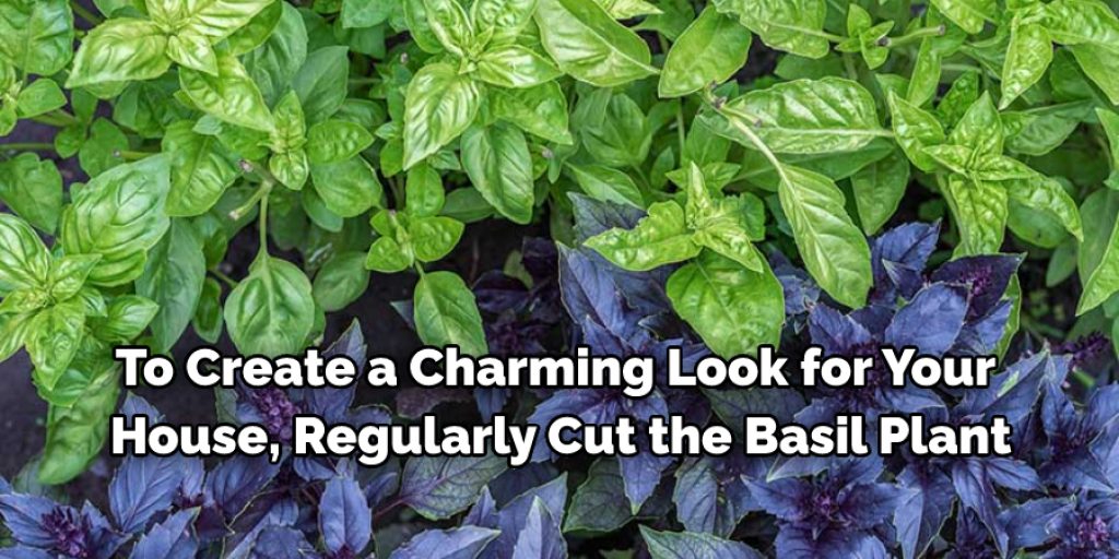 Tips to Maintain Basil Plant