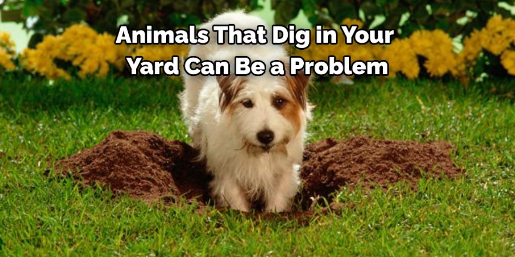 Tips to Prevent Animals From Digging in the Future