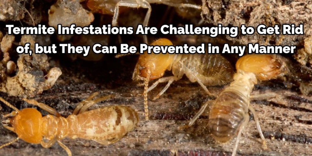 Tips to Prevent Termites Infestation in the Future