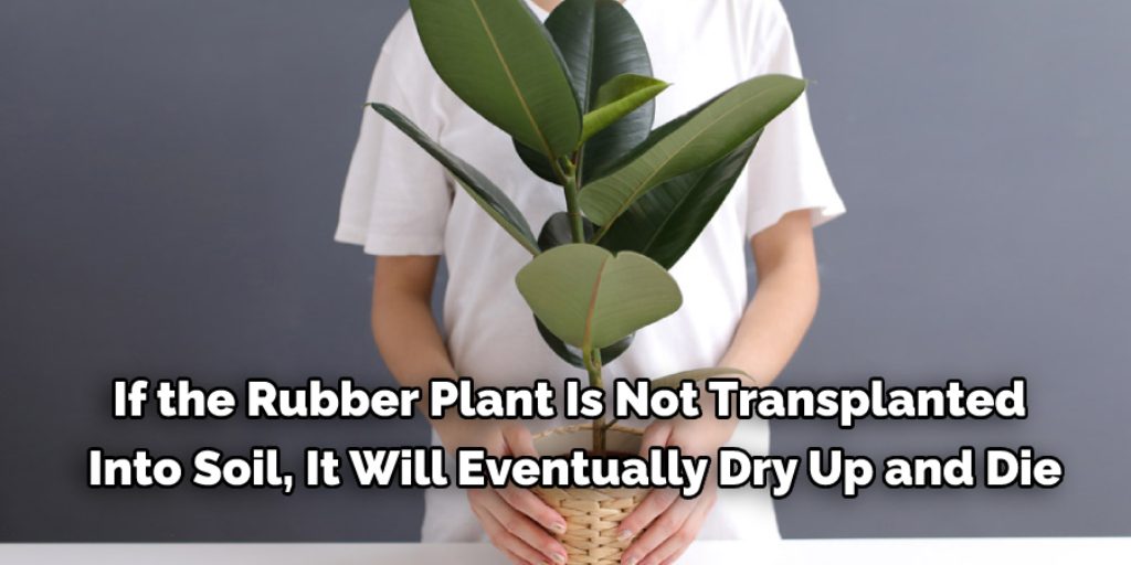 What Are The Disadvantages of Rooting a Rubber Plant in Water