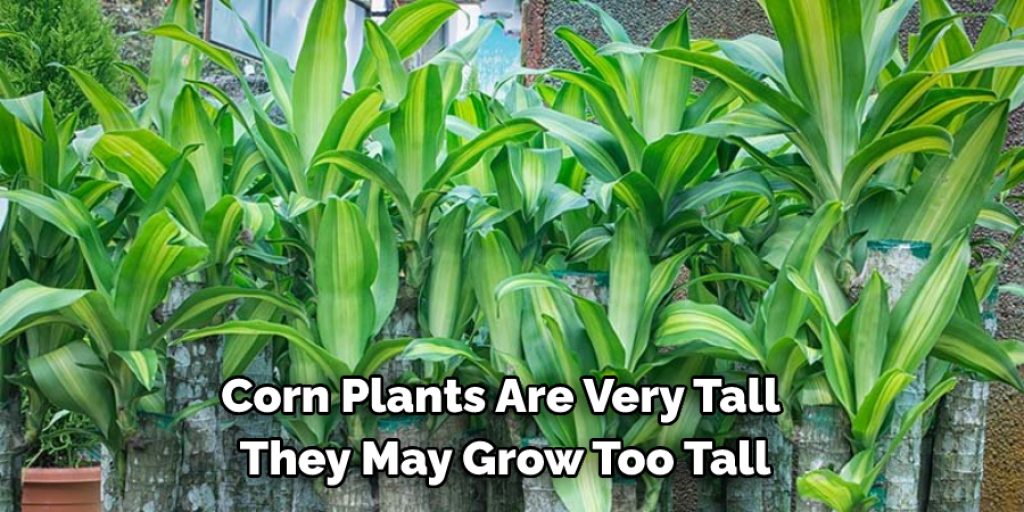 What Do I Do if My Corn Plant Is Too Tall