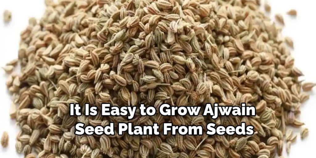When to Plant Ajwain Seeds