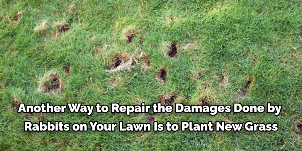 How to Repair Lawn Damaged by Rabbits Top 8 Methods (2024)