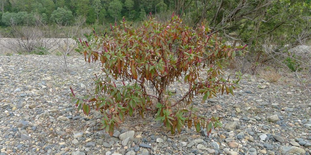 how to save a dying blueberry plant