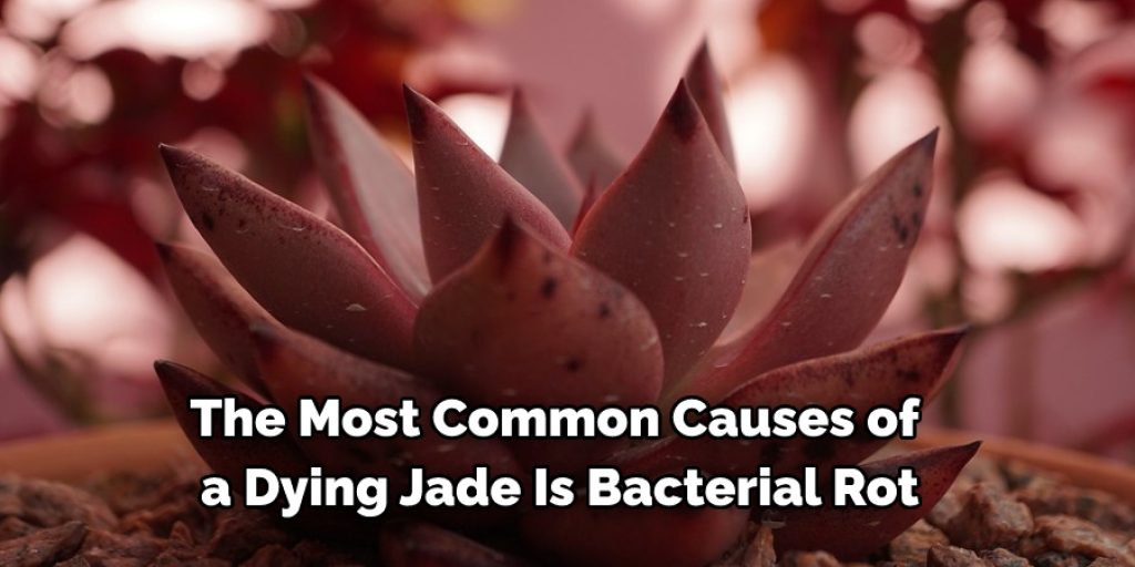  One of the most common causes of a dying jade is bacterial rot. Bacterial rot strikes the base of the stem first, causing leaves to brown and wilt.