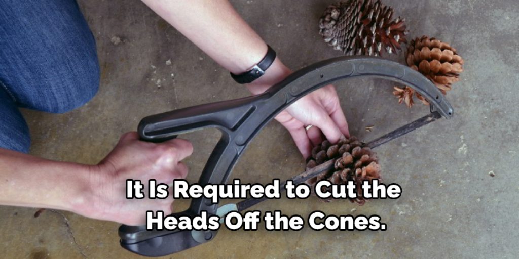 Cut a Pine Cones in Half