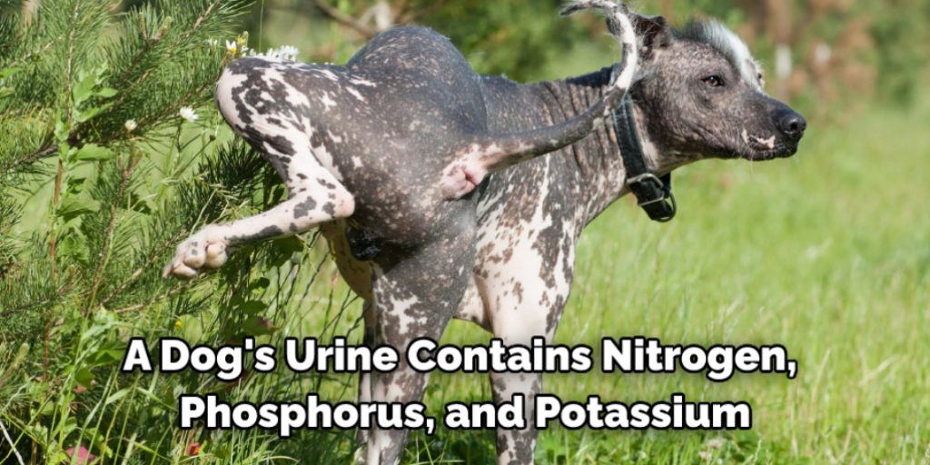 A dog's urine contains nitrogen, phosphorus, and potassium. 
