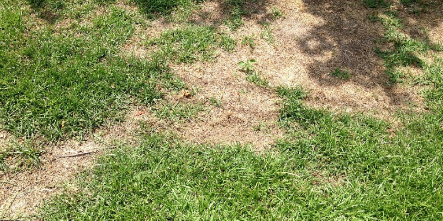 How to Fix Over Fertilized Lawn | 5 Quick Steps (2024)