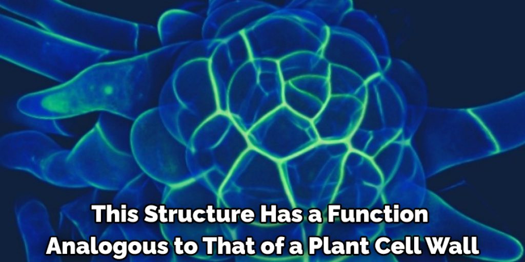 This structure has a function analogous to that of a plant cell wall