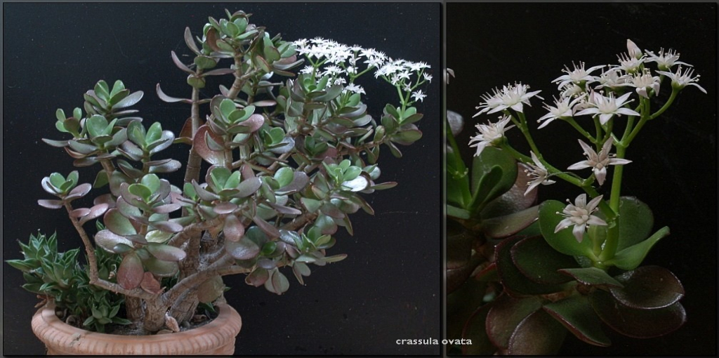 How to Save a Jade Plant