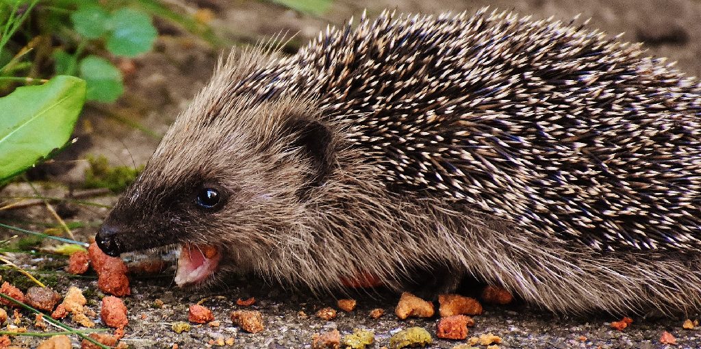 How to Gut Load Mealworms for Hedgehogs