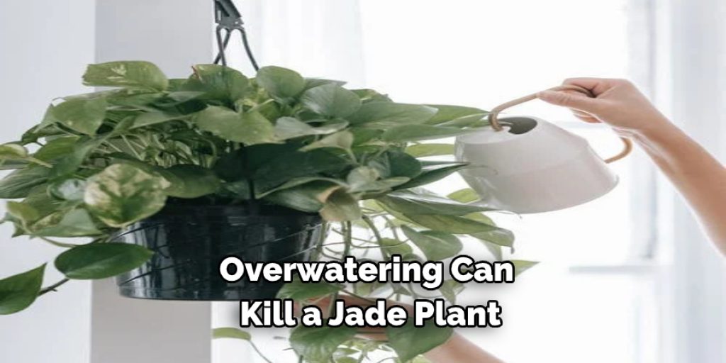 Jade plants are succulents, meaning they store water in their leaves and roots
