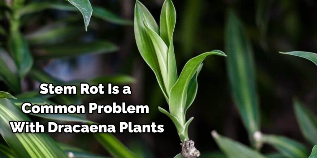  Reasons Why Dracaena Plant is Dying