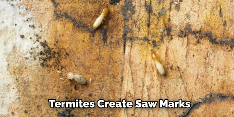 How to Kill Termites in Lawn | Top 7 Methods (2024)