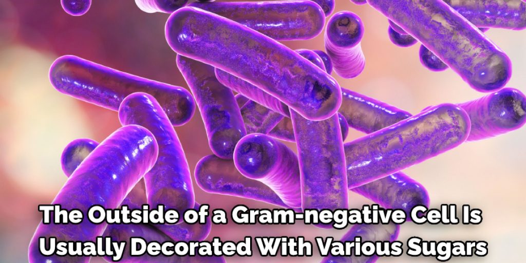 the outer membrane of Gram-negative cells 