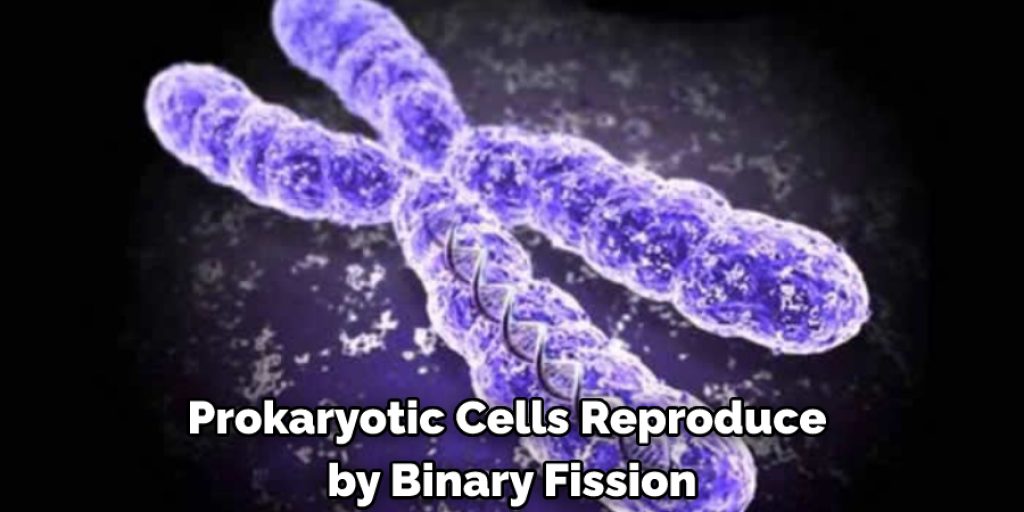 prokaryotic cells reproduce by binary fission