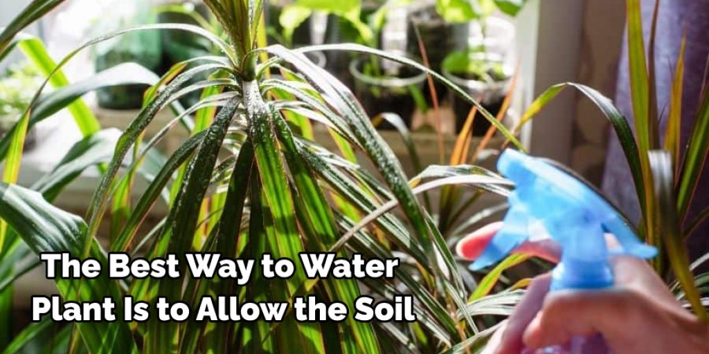 Water More Frequently to plants