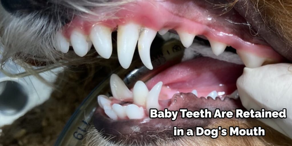 Baby Teeth Are Retained in a Dogs Mouth