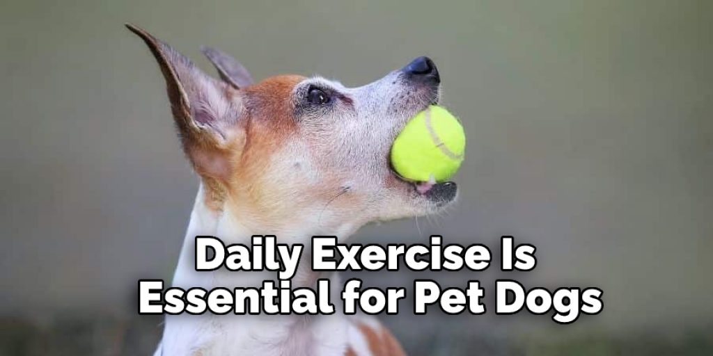 Daily Exercise Is Essential for Pet Dogs