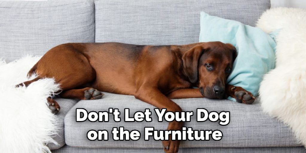 Don't Let Your Dog on the Furniture