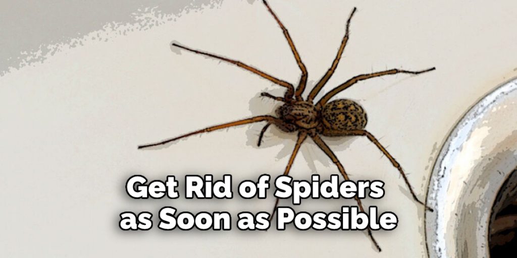 Get Rid of Spiders as Soon as Possible