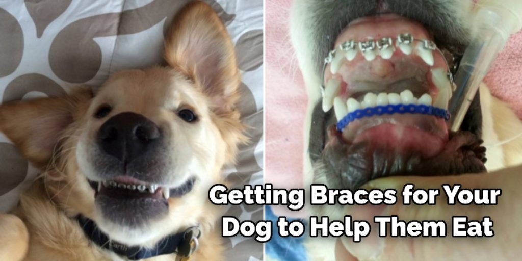 Getting Braces for Your Dog to Help Them Eat