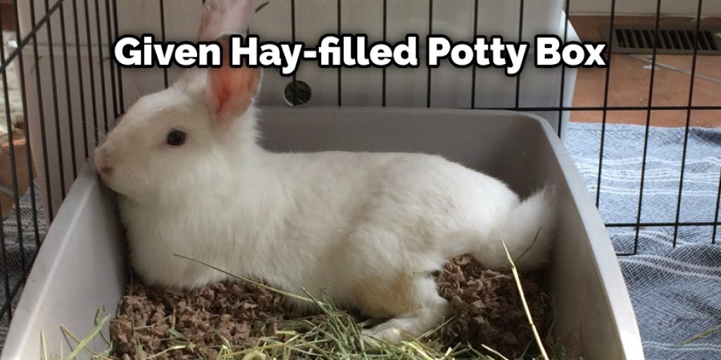 Given Hay-filled Potty Box