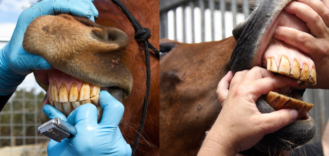 How Often Should You Float Your Horses Teeth