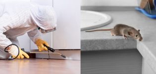 How to Get Rid of Rat Smell in House in 6 Easy Steps (2024)