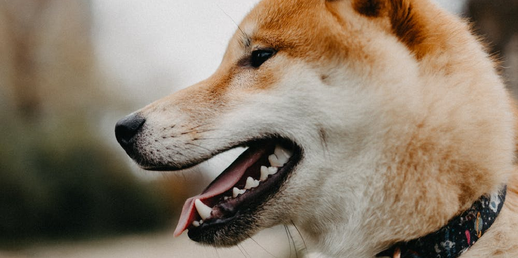 How to Get Sharp Canine Teeth