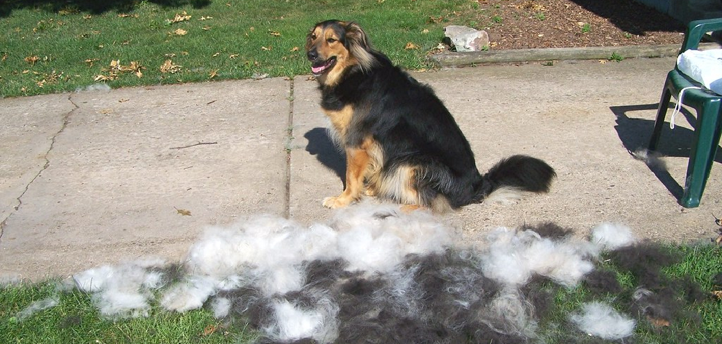 How to Keep House Clean With Shedding Dogs
