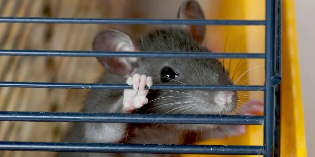 How to Keep Rat Cage From Smelling