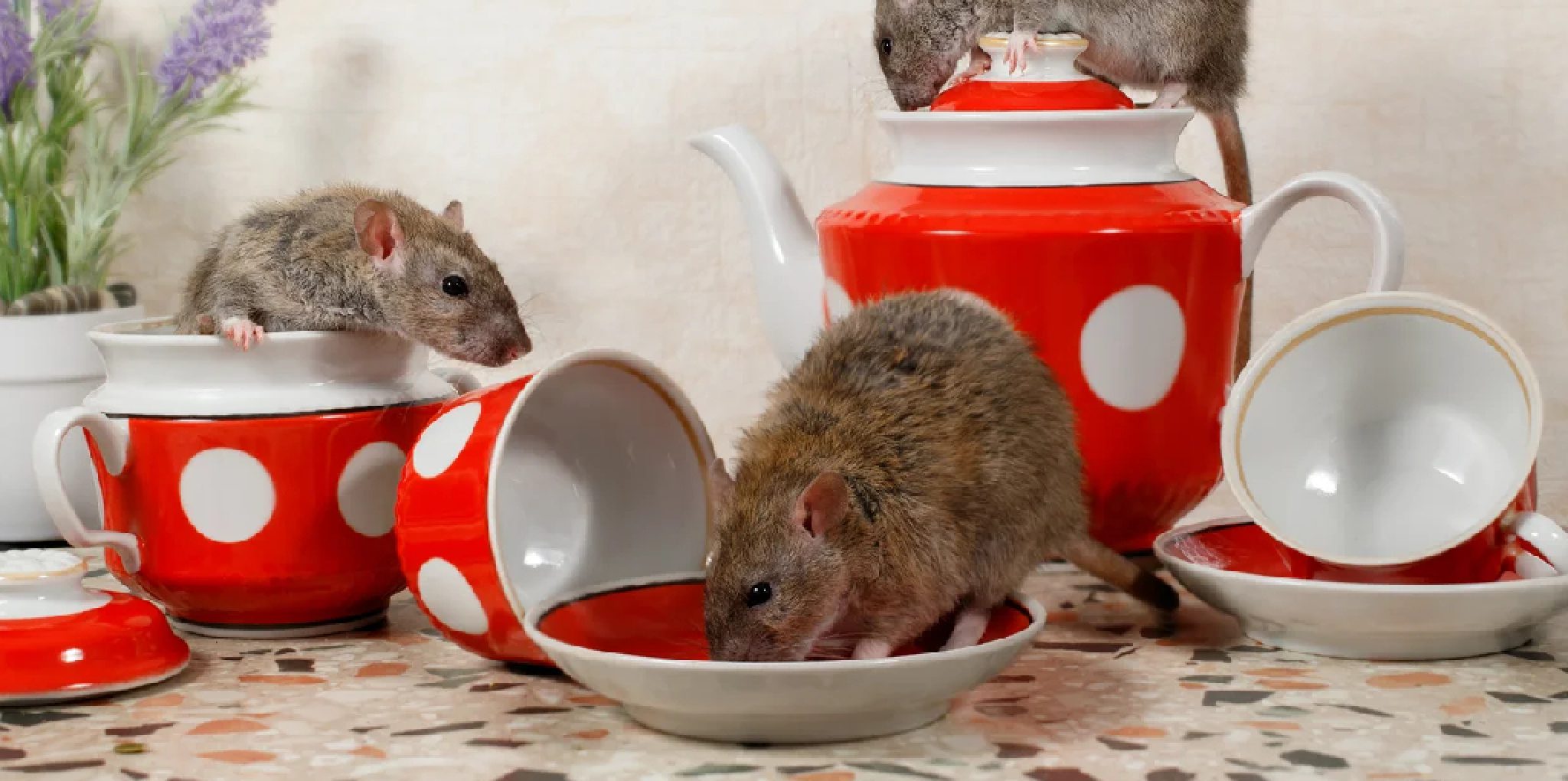 how-to-keep-rats-away-from-your-house-in-12-easy-steps-2024