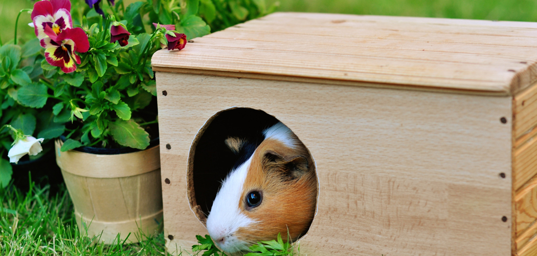 How to Stop Rabbit Pooping Everywhere