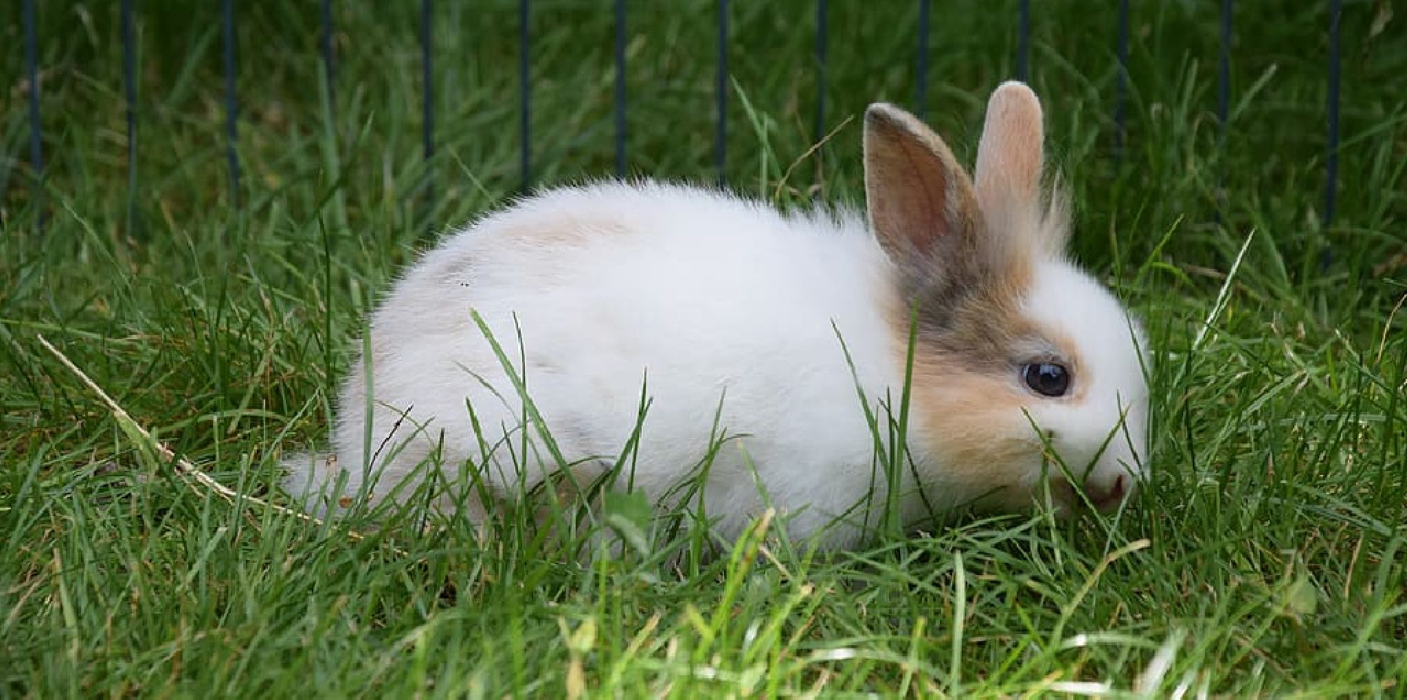 How to Stop Rabbits From Pooping in My Yard | in 6 Easy Steps (2024)