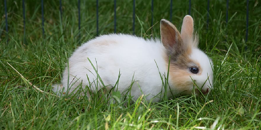 How to Stop Rabbits From Pooping in My Yard