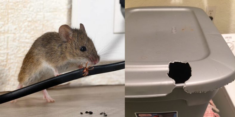 How to Stop Rats From Chewing Plastic | Detailed Effective Guides