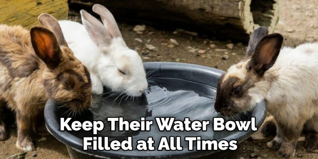 Keep Their Water Bowl Filled at All Times