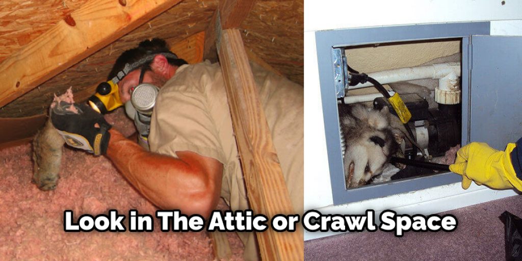 It is a dirty job, but if you have access to the attic or crawl space, check behind the insulation and inside any pipes which may give animal access to your house. 