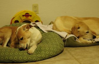 How to Keep Dog Off Rug